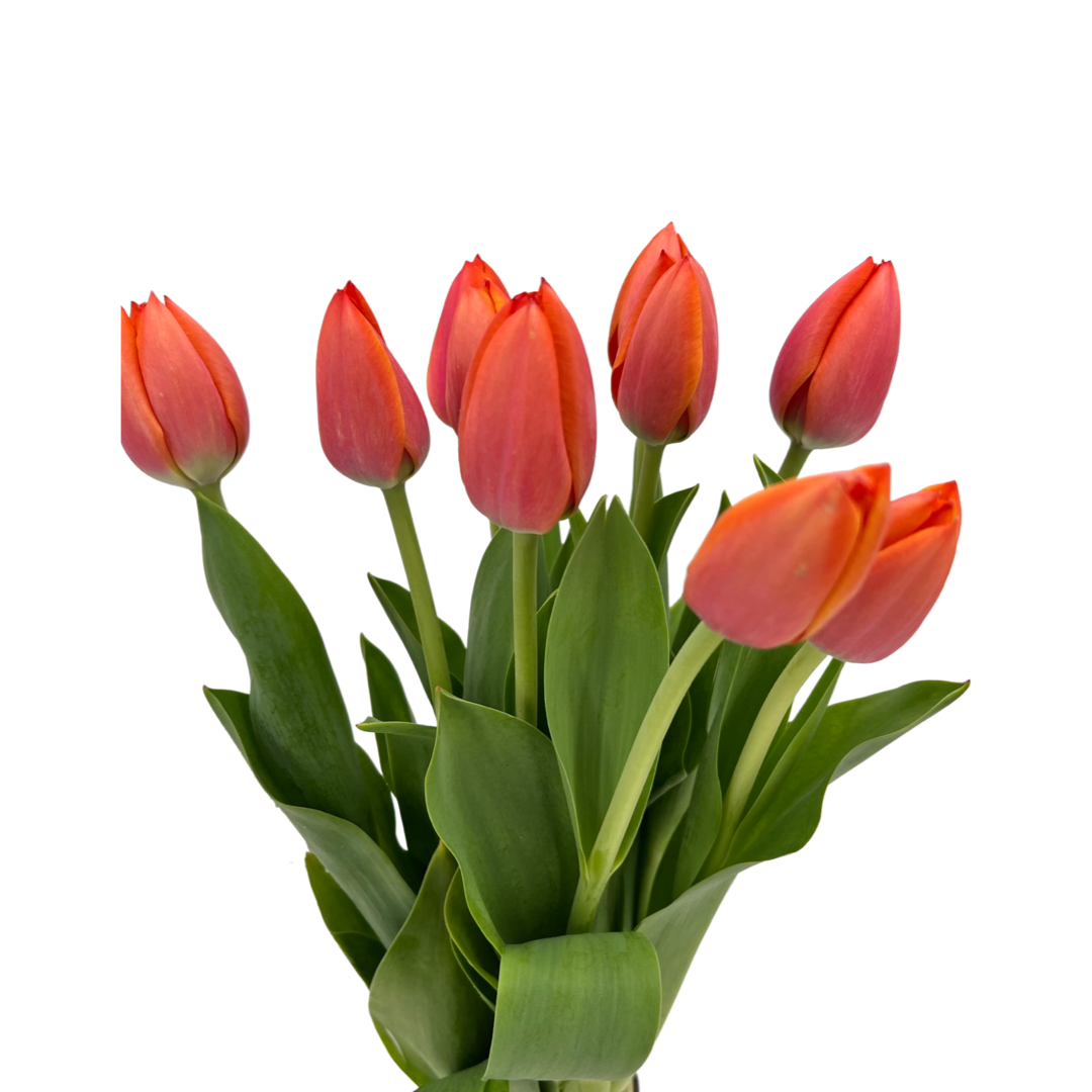 Tulip (Holland)