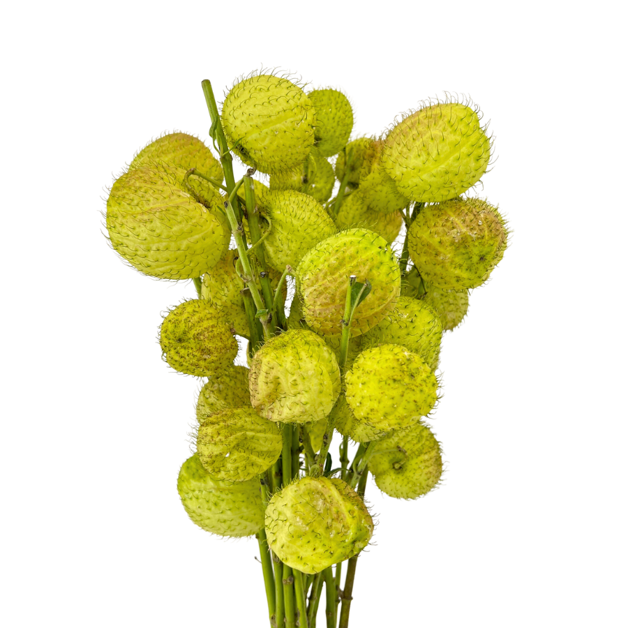 Fruticosus (Malaysia)