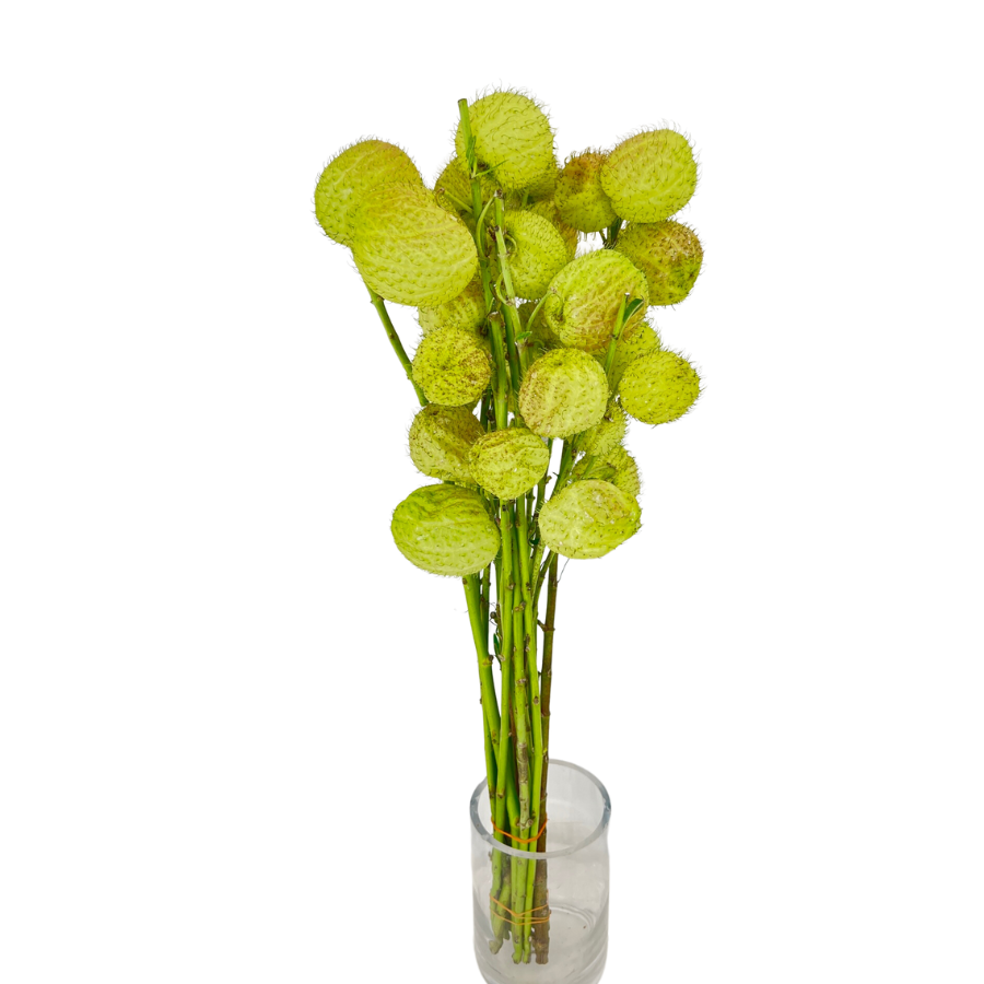 Fruticosus (Malaysia)