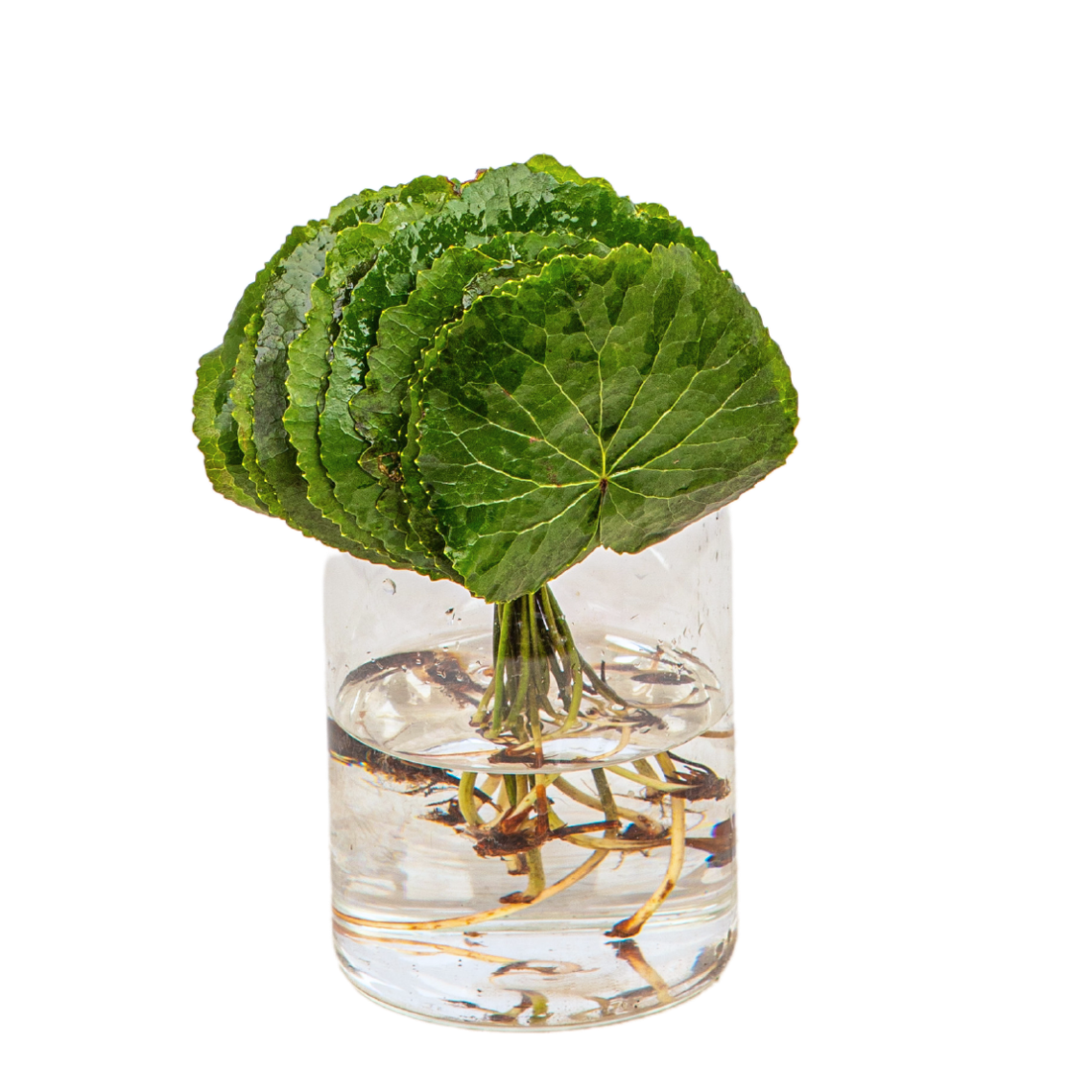 Yellow flower bouquet in packaging.