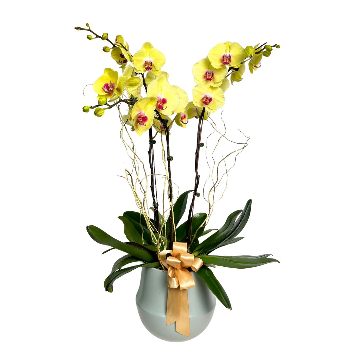 Garden Retreat (3 Single Stem) - Orchid Phalaenopsis