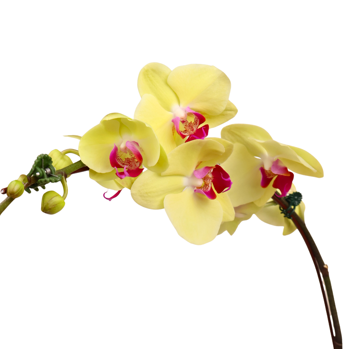 Gentle Grove (2 Single Stalk) - Orchid Phalaenopsis