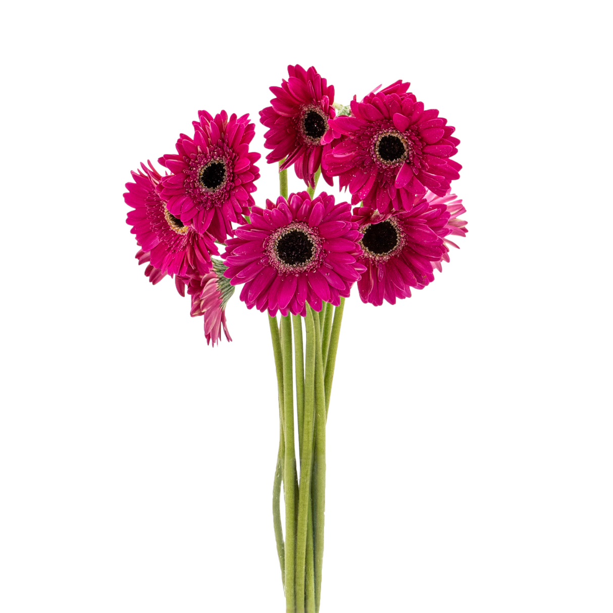 Gerbera (Malaysia)