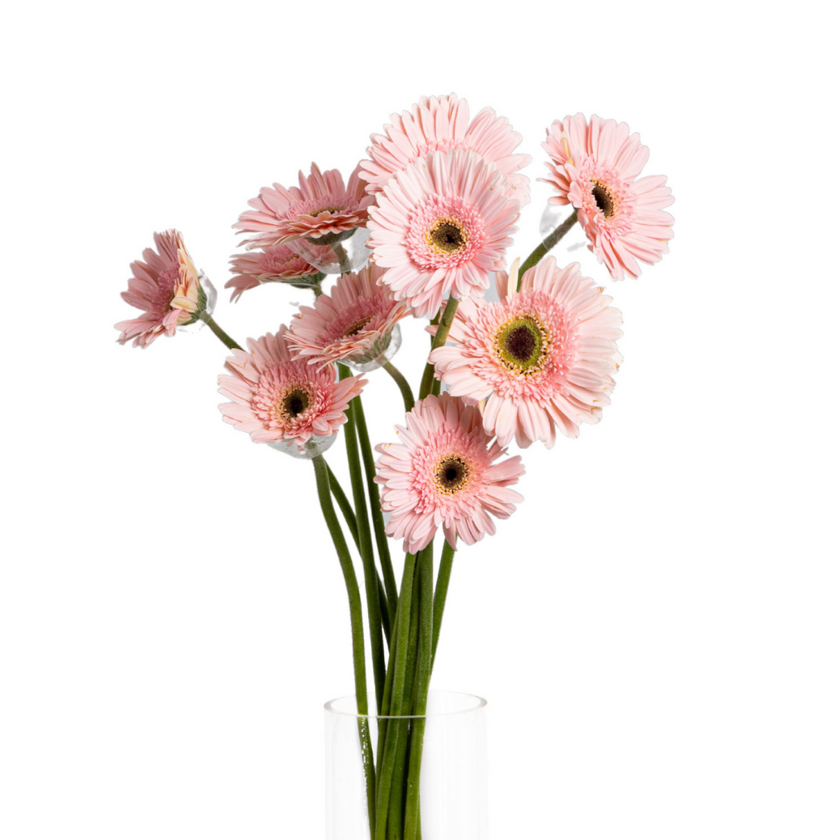 Gerbera (Malaysia)