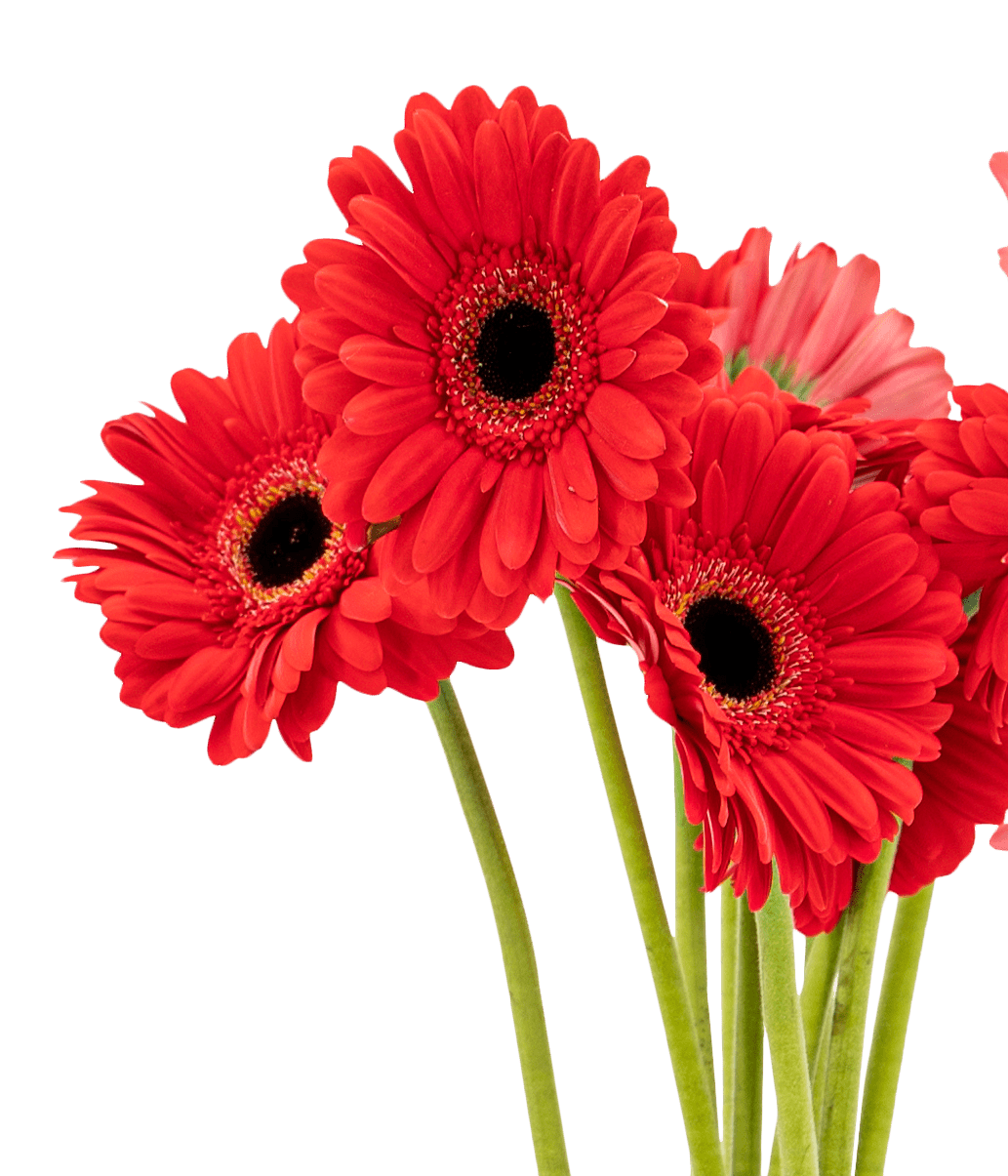 Gerbera (Malaysia)