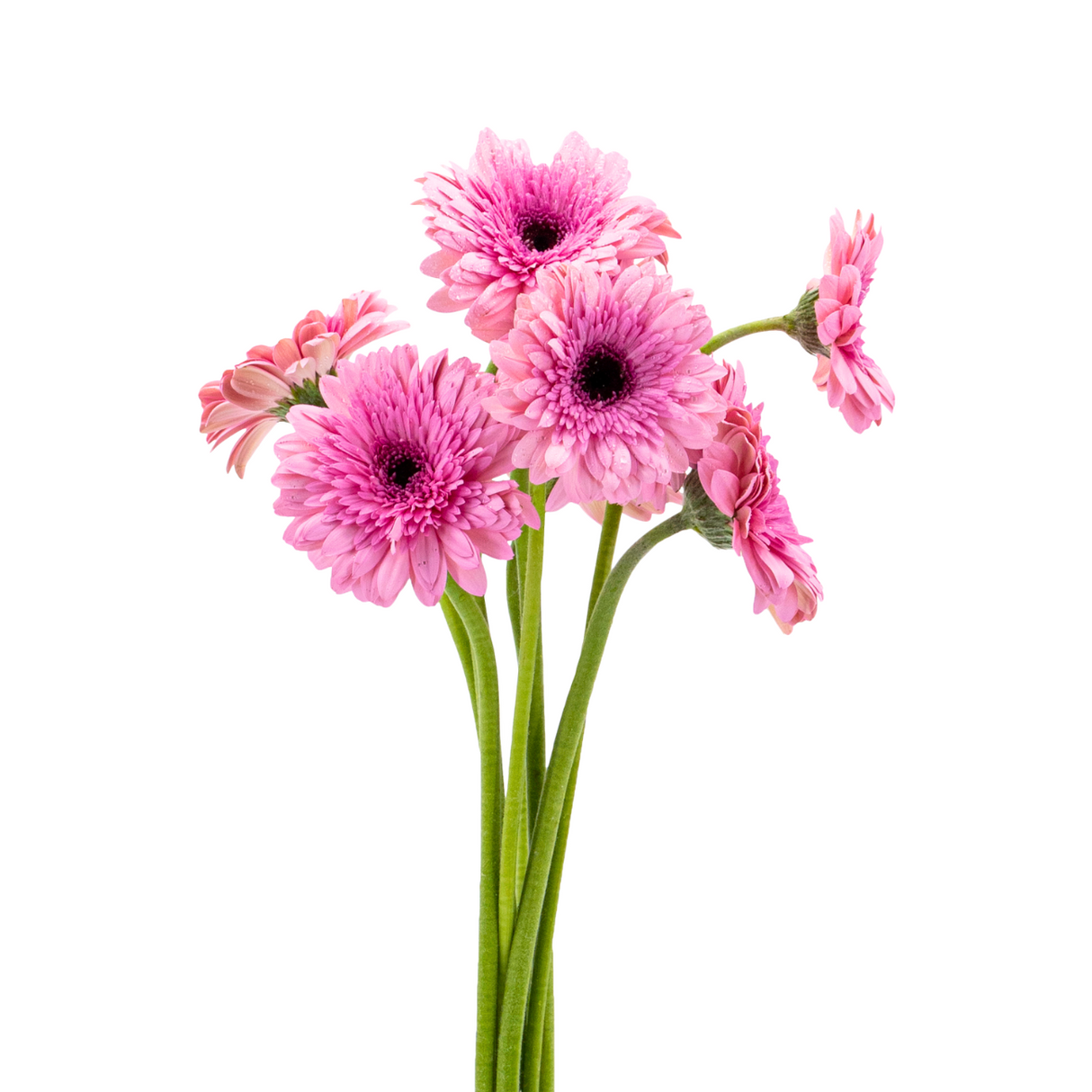 Gerbera (Malaysia)