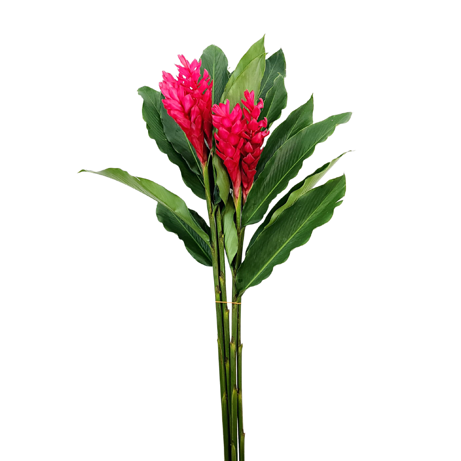 Ginger XL Size (Malaysia)