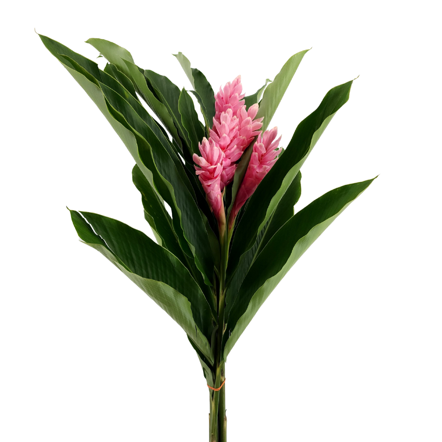 Ginger S Size (Malaysia)