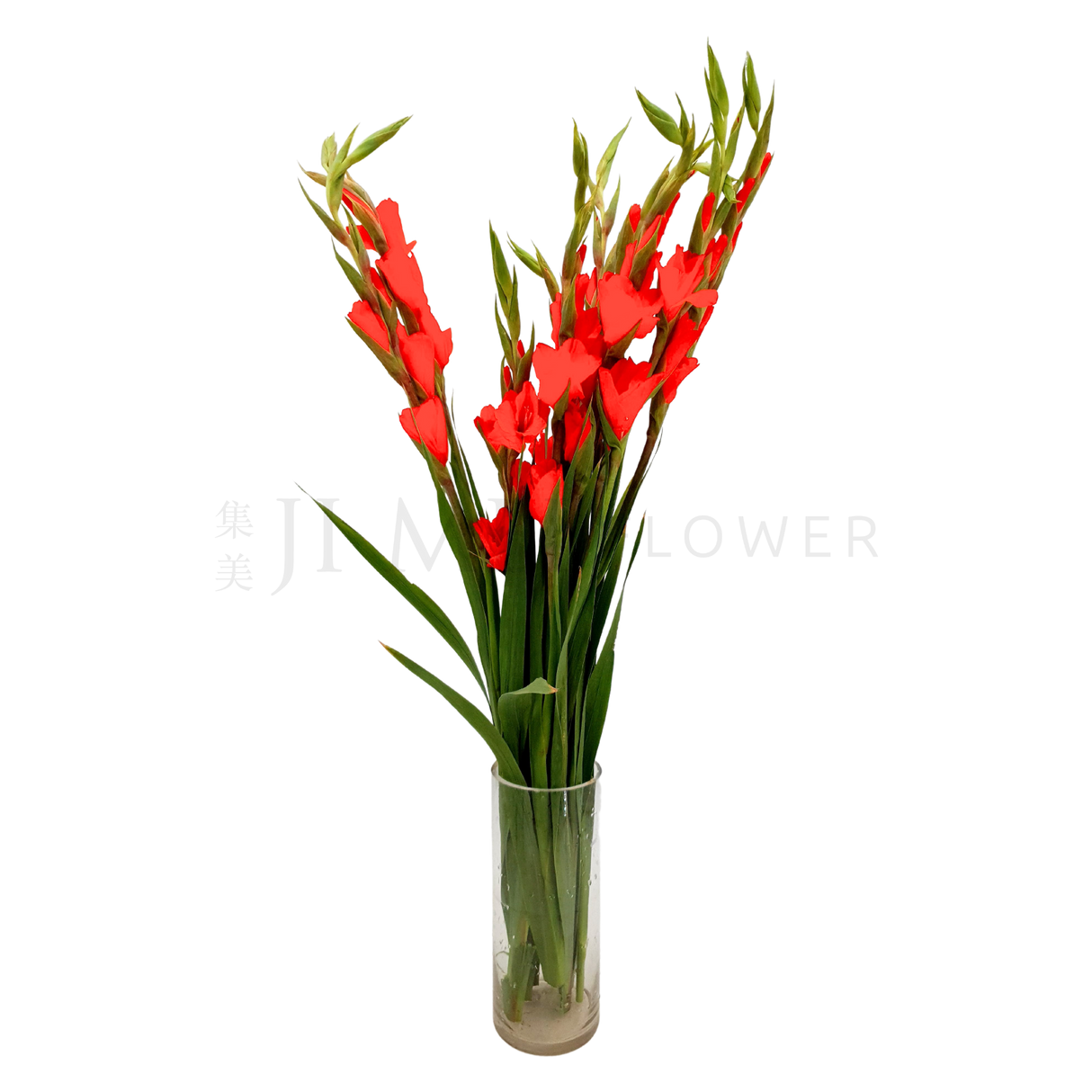 Gladiolus (Taiwan)