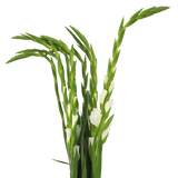 Gladiolus (Taiwan)