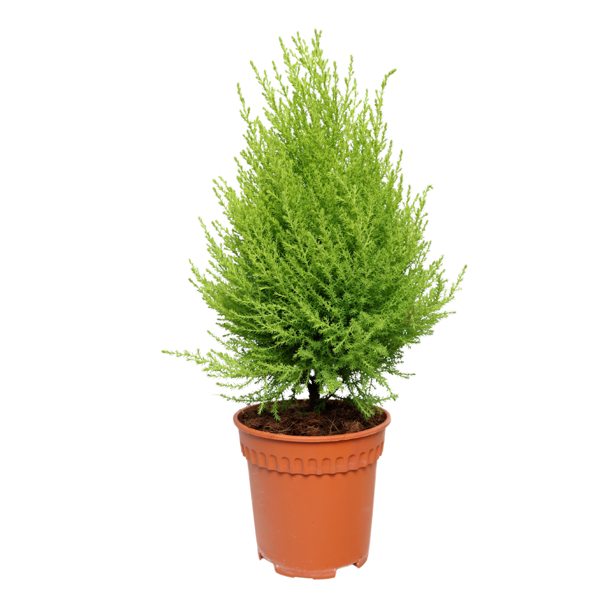 Goldcrest (Lemon Cypress)