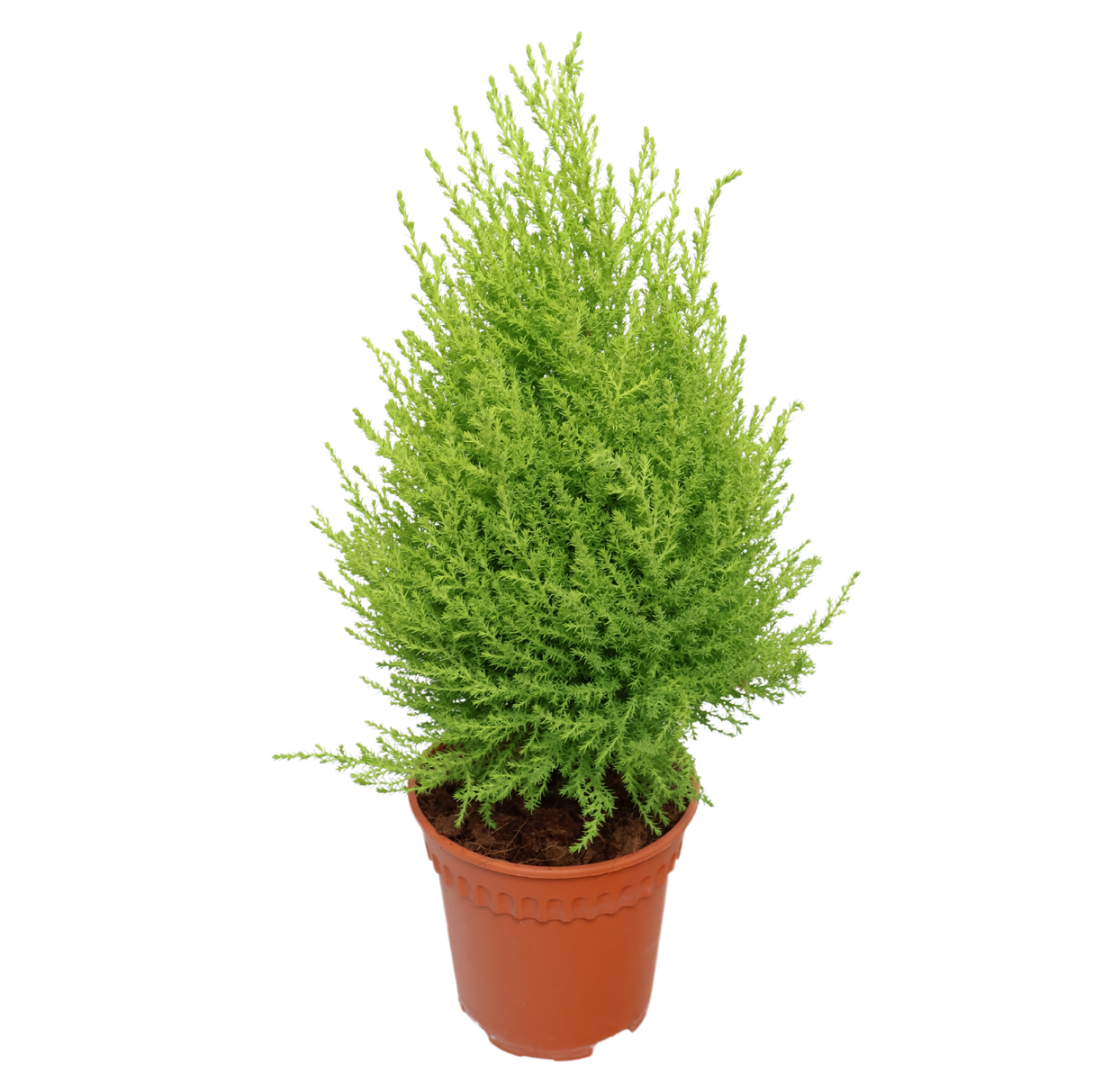 Goldcrest (Lemon Cypress)