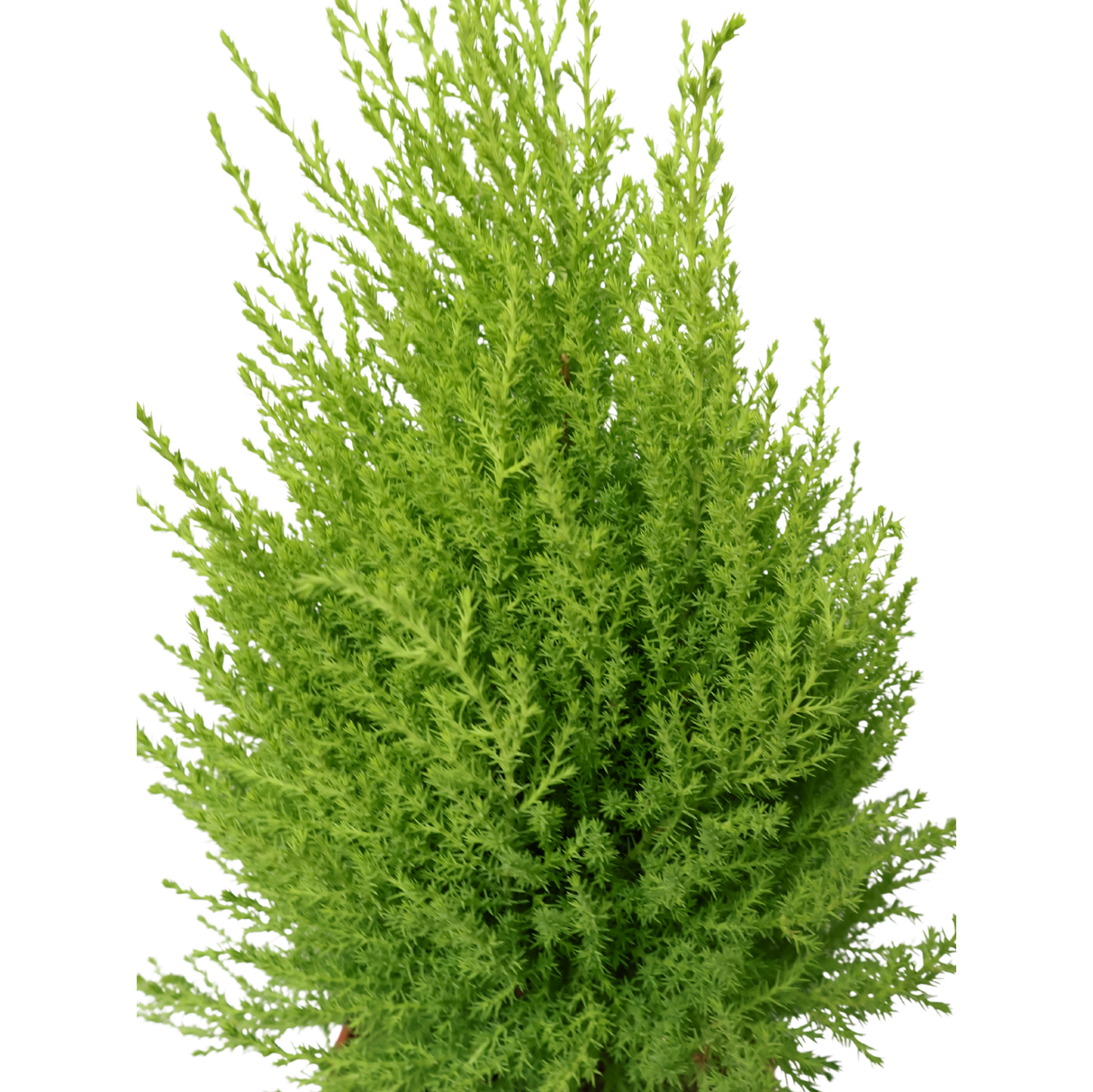 Goldcrest (Lemon Cypress)