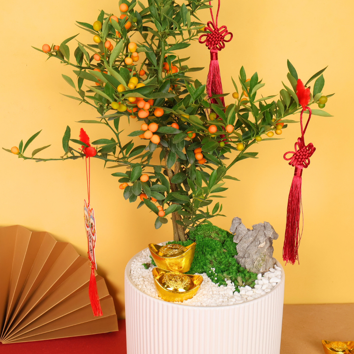 Golden Charm (Mini Kumquat 金豆) - CNY Plant