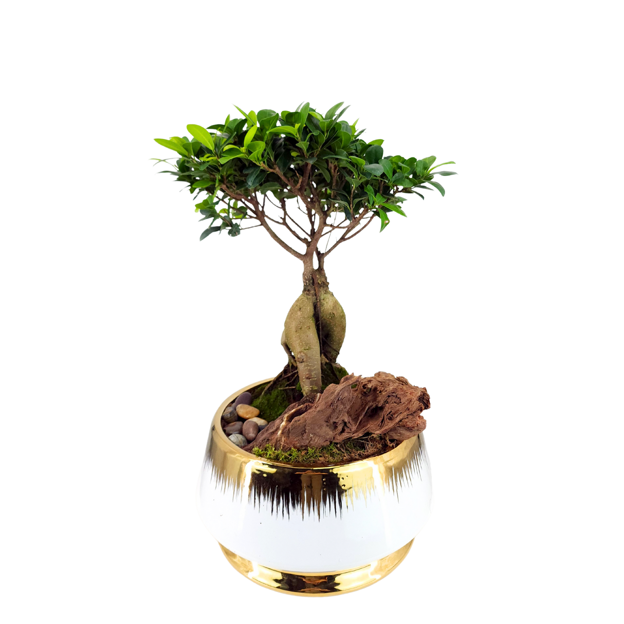 Bonsai Chinese sweet plum woody plant.