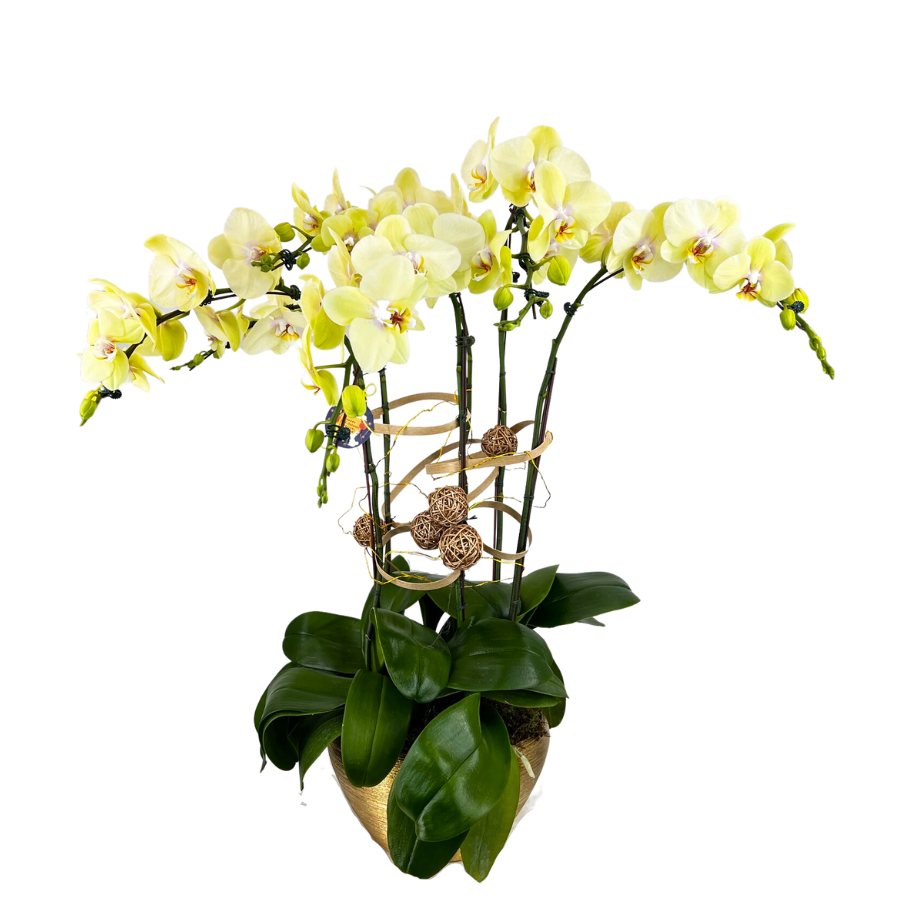 Grand Oasis (6 Single Stem) - Orchid Phalaenopsis