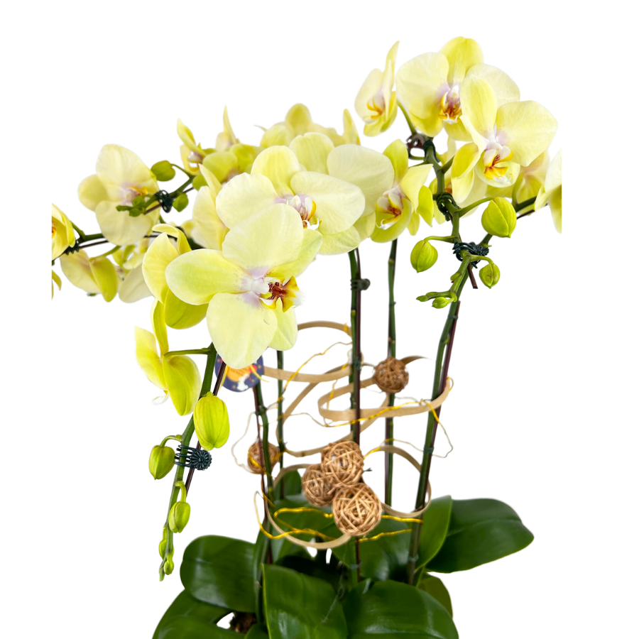 Grand Oasis (6 Single Stem) - Orchid Phalaenopsis
