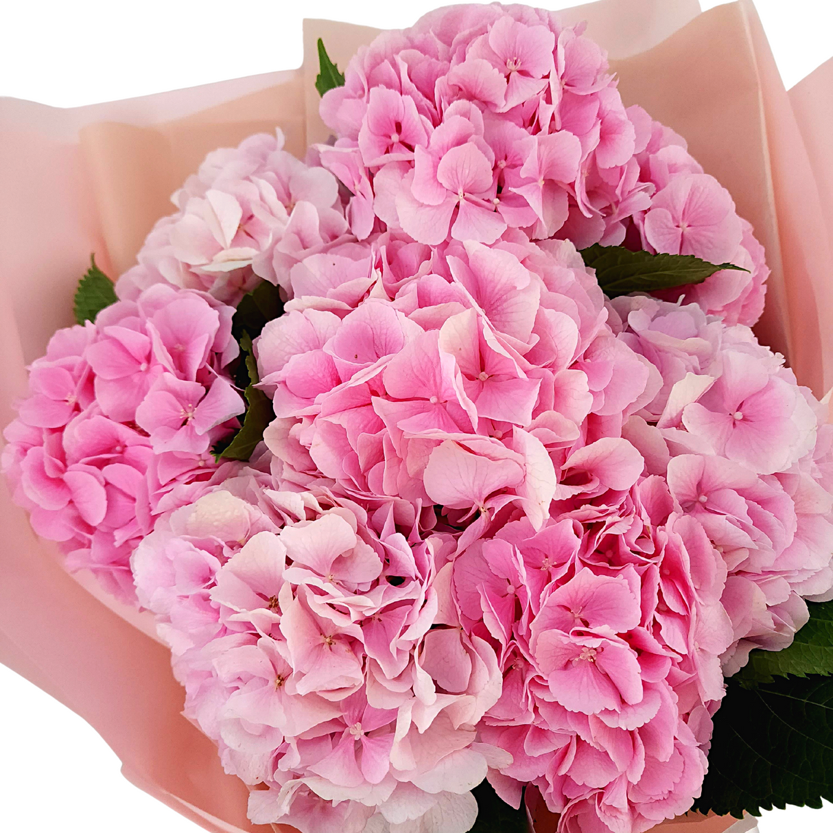 guadalupe Pink Hydrangeas Giant Bouquet Birthday Flower Bouquet Singapore