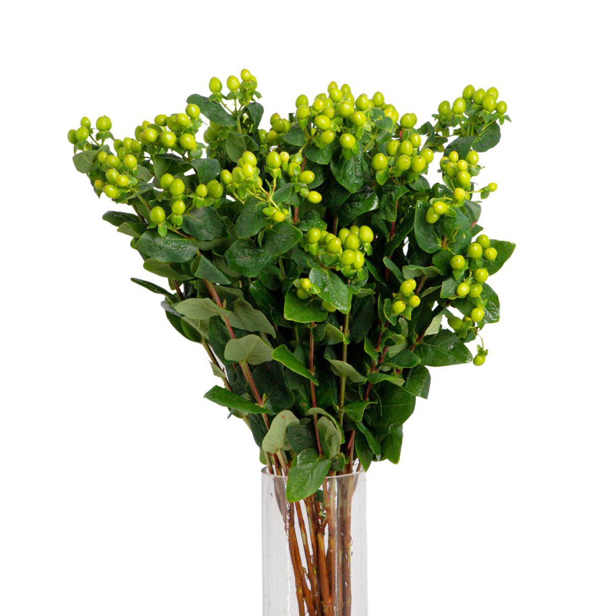 Hypericum (China)