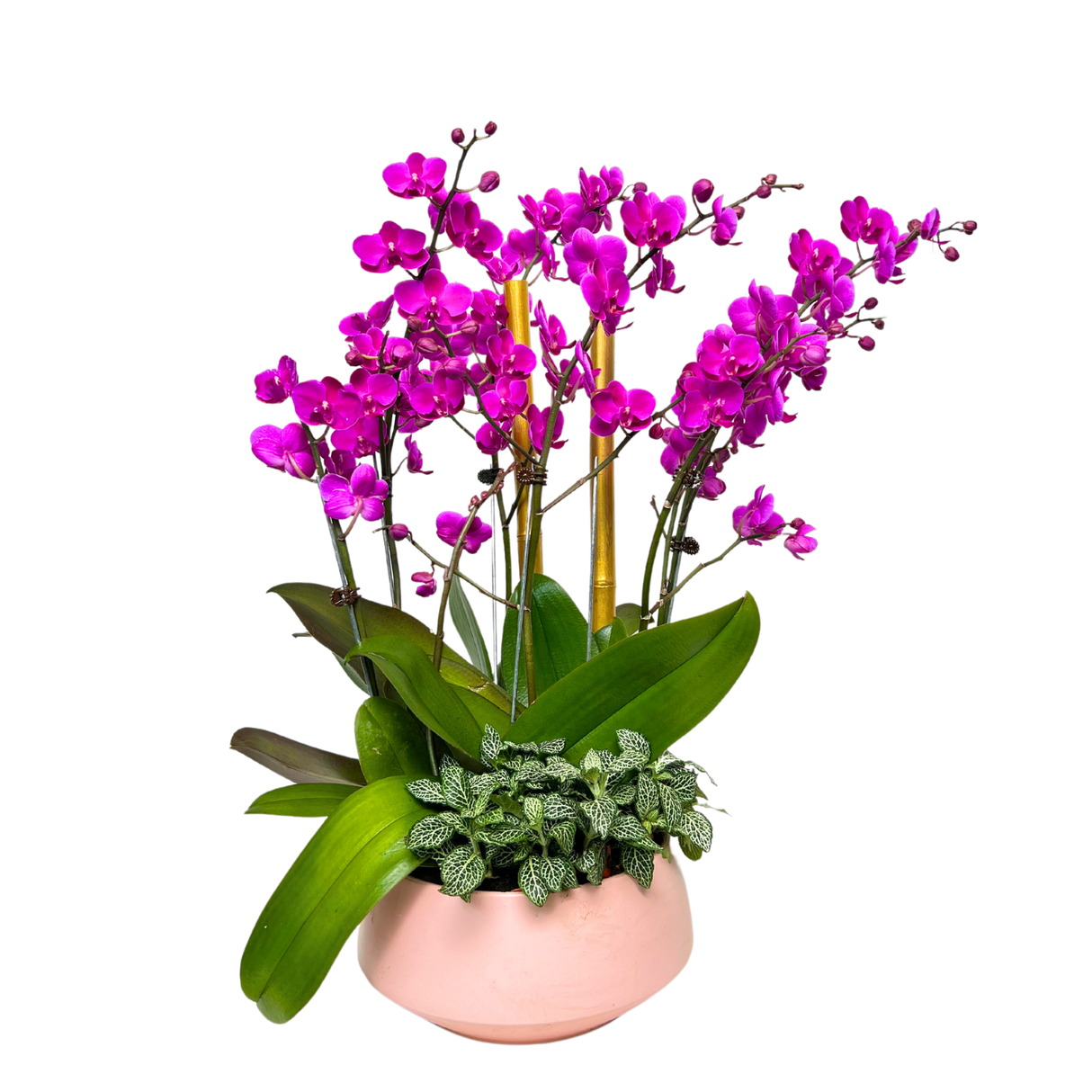 Harmony Orchid (3 Double Stem) - Orchid Phalaenopsis