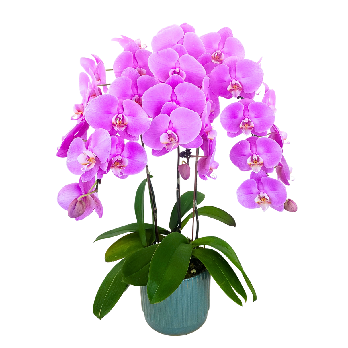 Pink and purple flower arrangement in flowerpot.