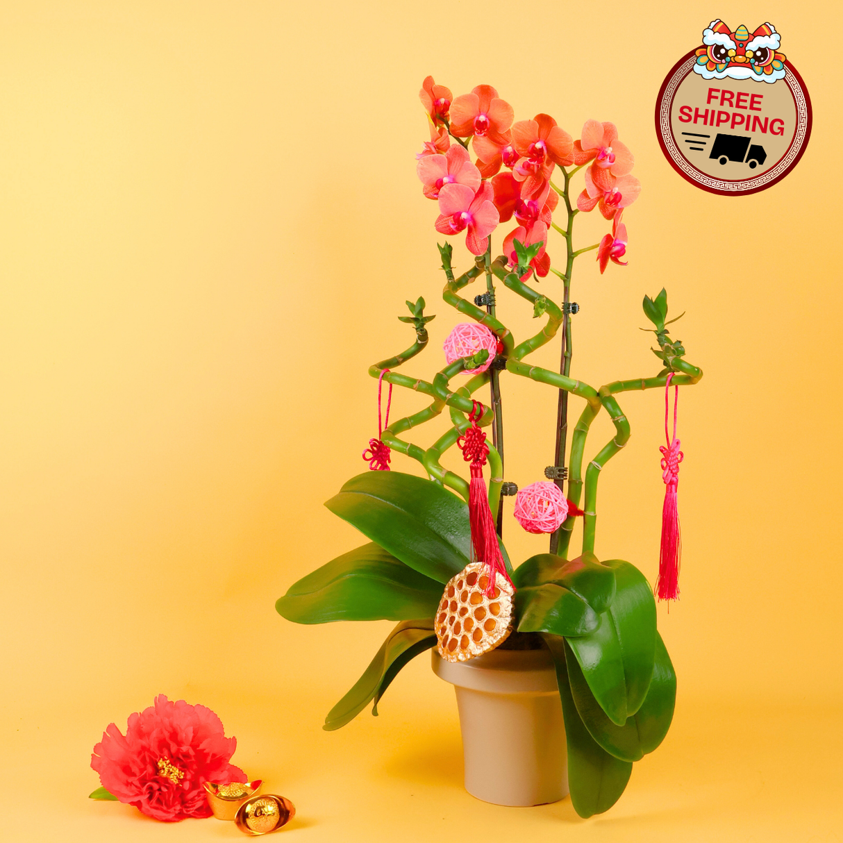 Heavenly Path (1 Double Stalk) - Orchid Phalaenopsis