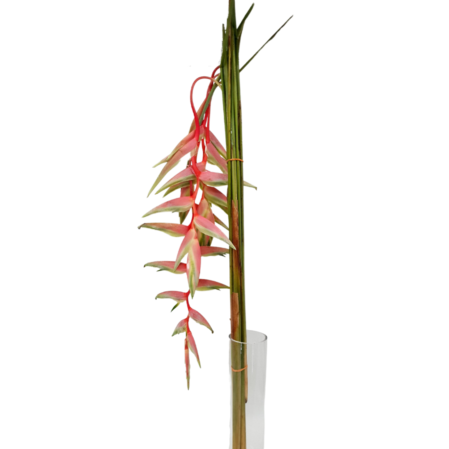 Heliconia Hanging (Malaysia)