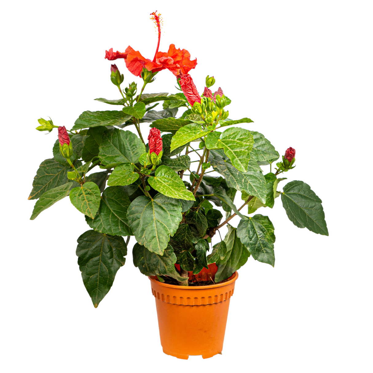 Hibiscus Plant 15cm Pot