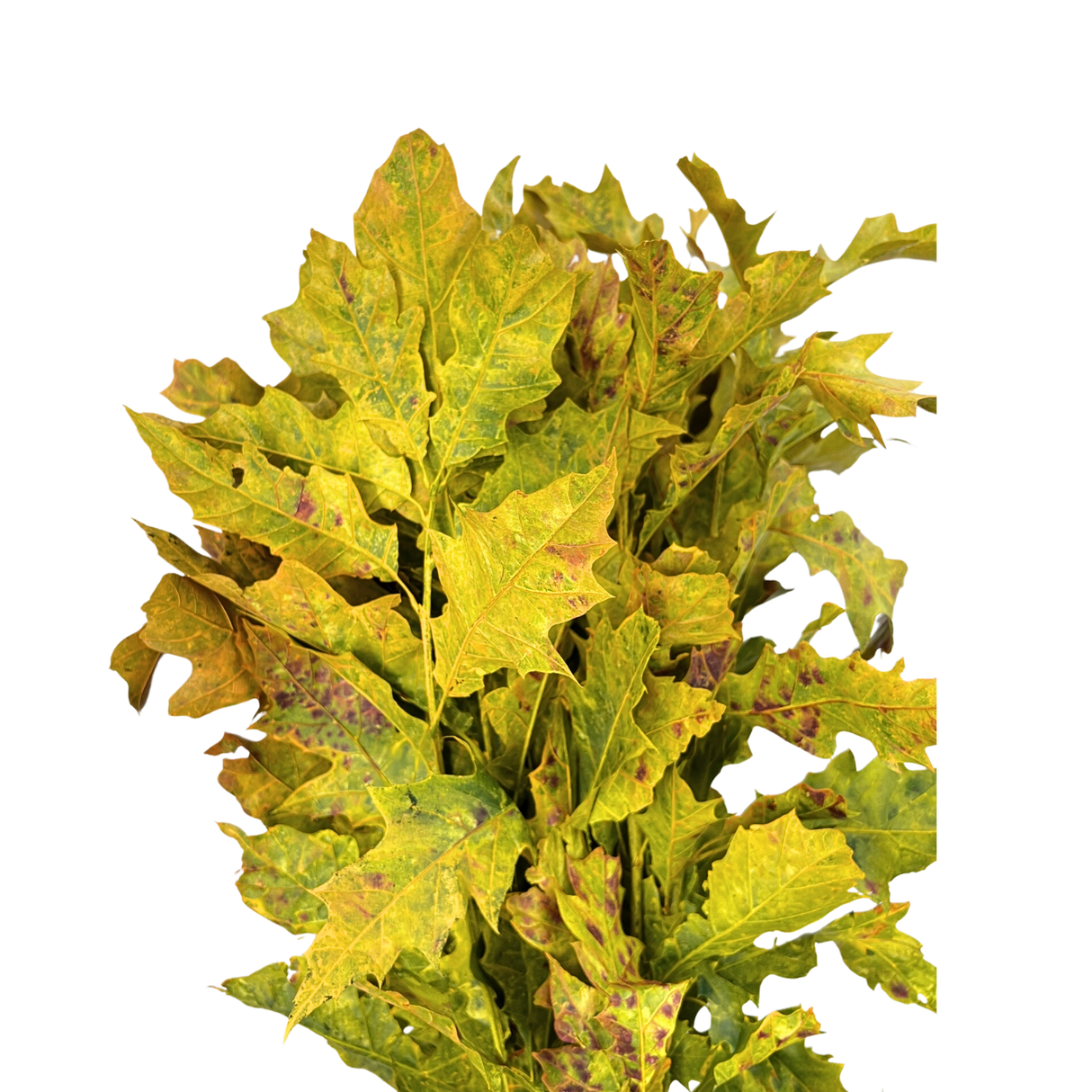 Holly Oak Leaf Colour (Holland)