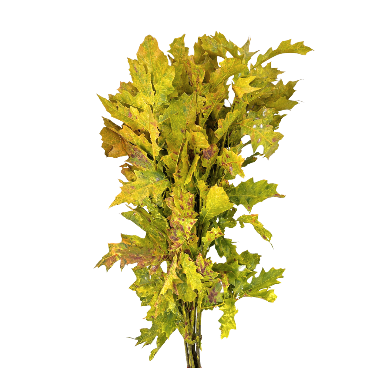 Holly Oak Leaf Colour (Holland)