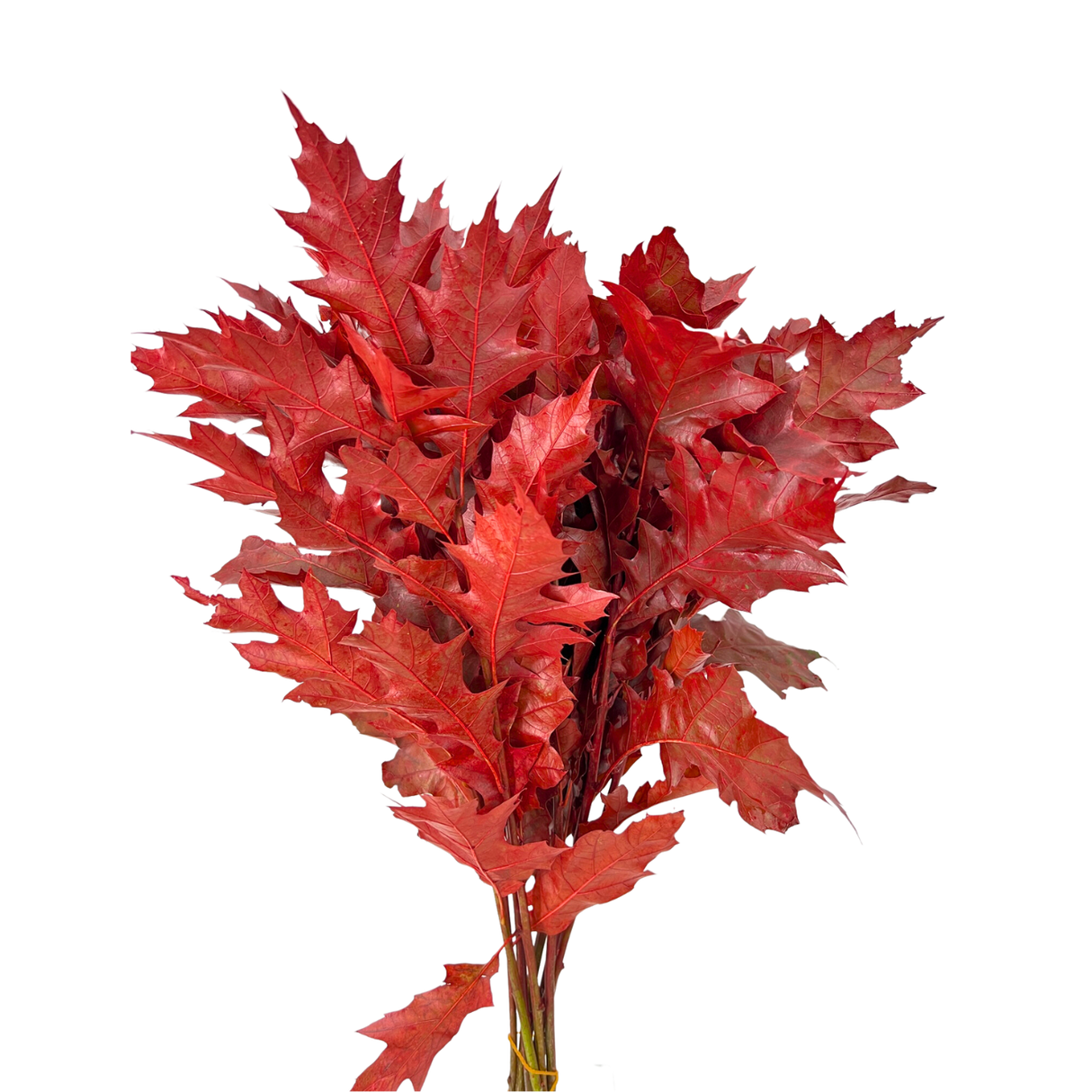 Holly Oak Leaf Colour (Holland)