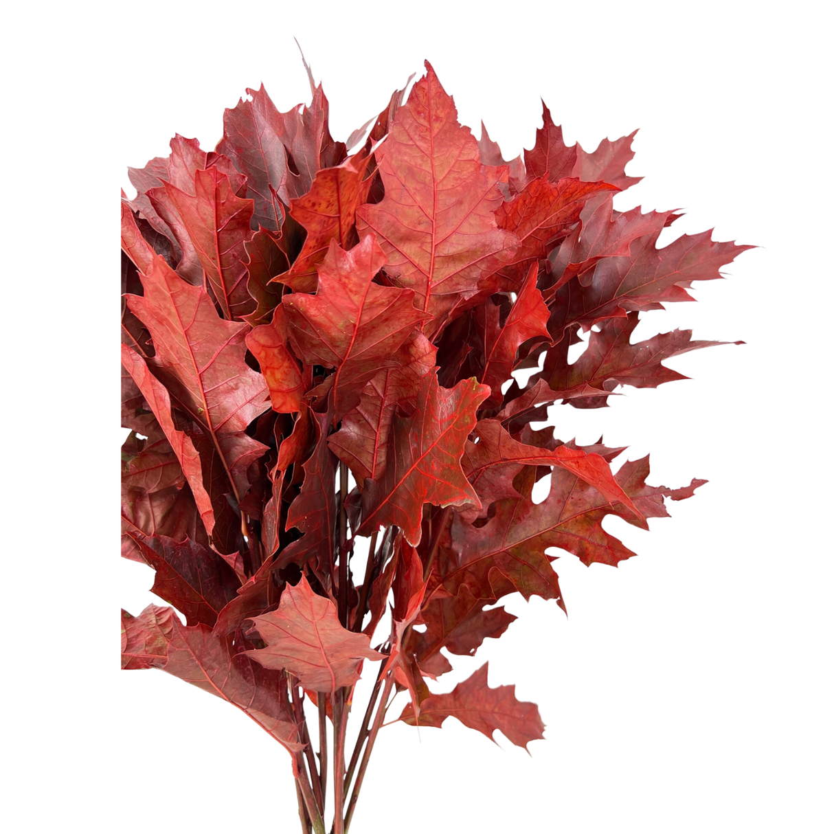 Holly Oak Leaf Colour (Holland)