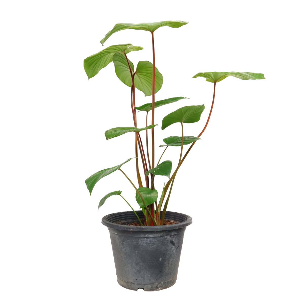 Homalomena Rubescens