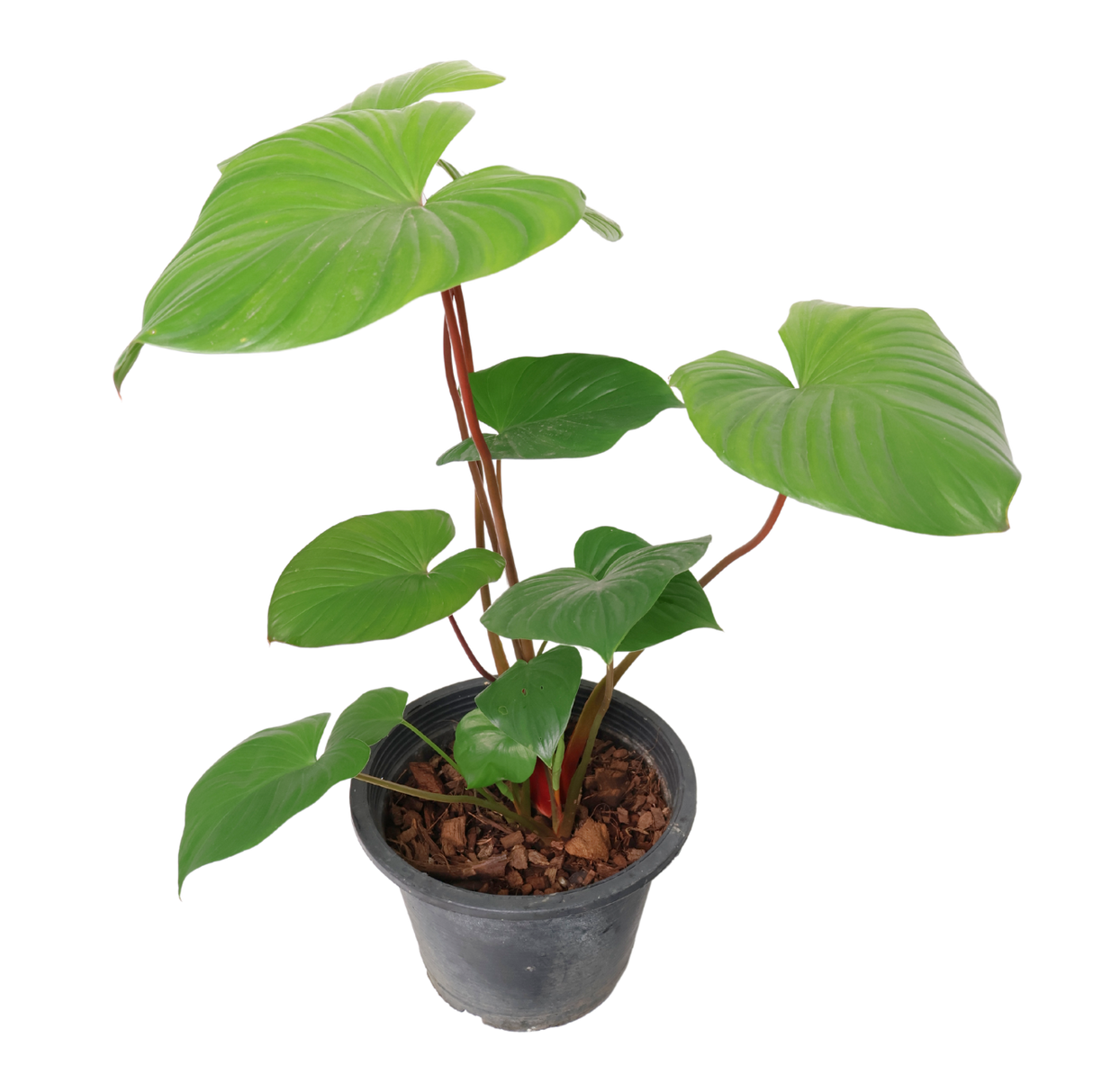 Homalomena Rubescens