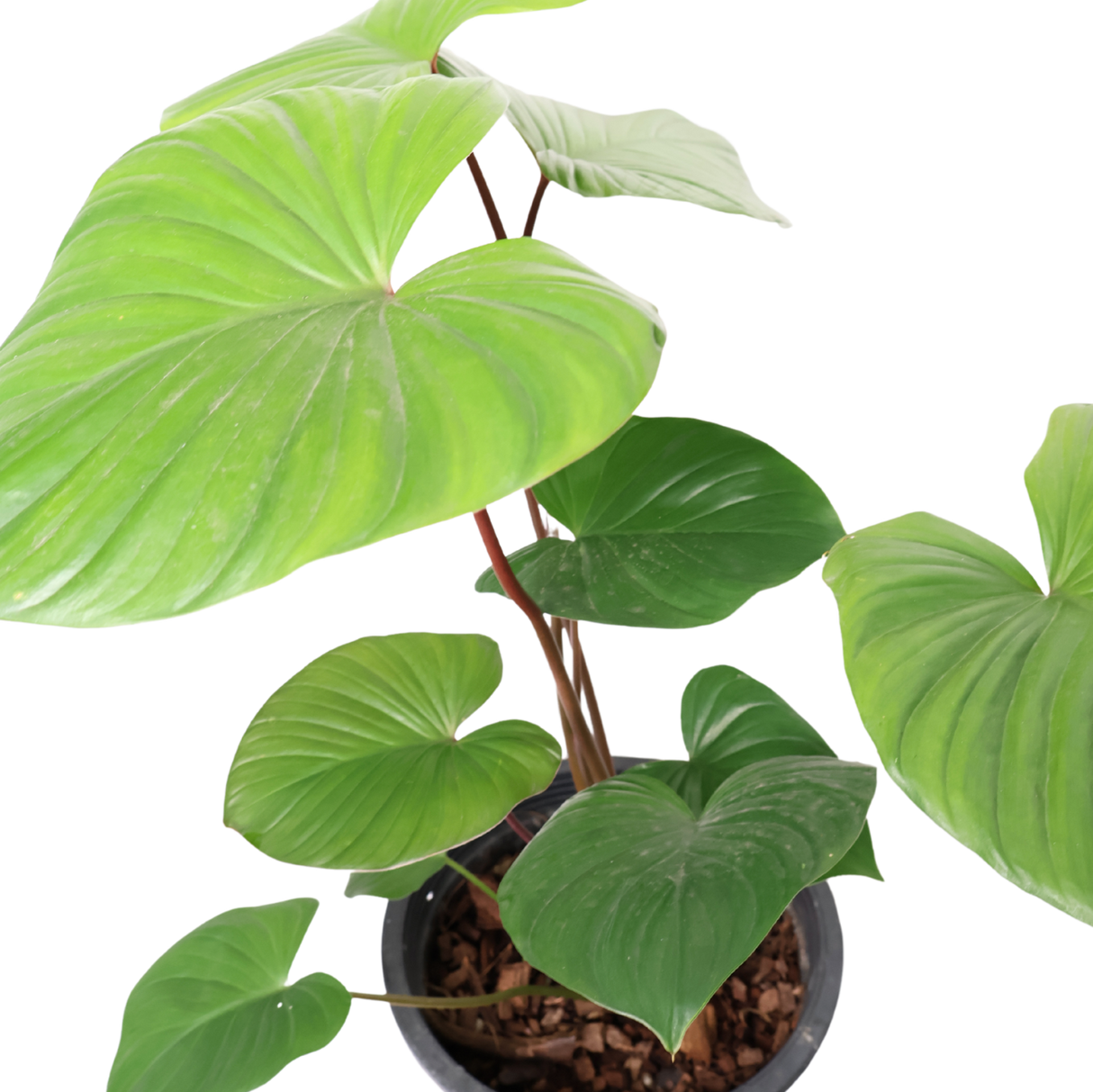 Homalomena Rubescens