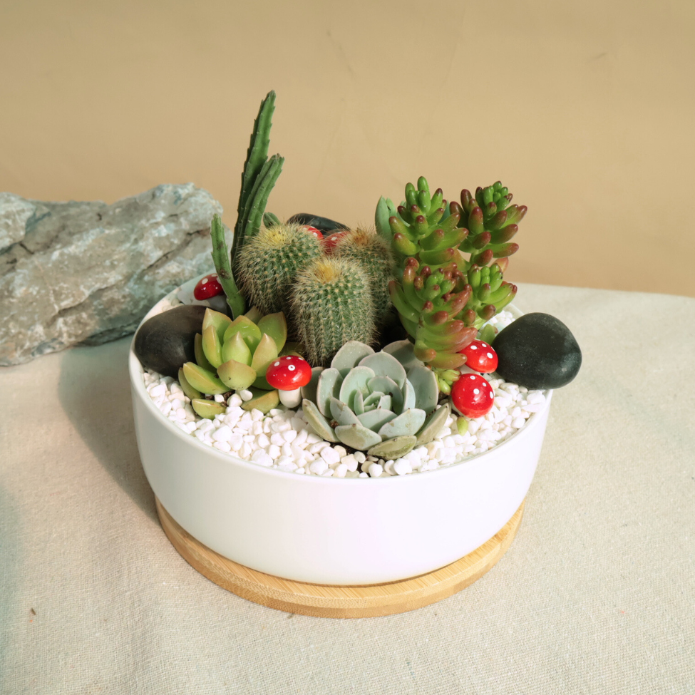 Succulent plant in flowerpot with pebbles.