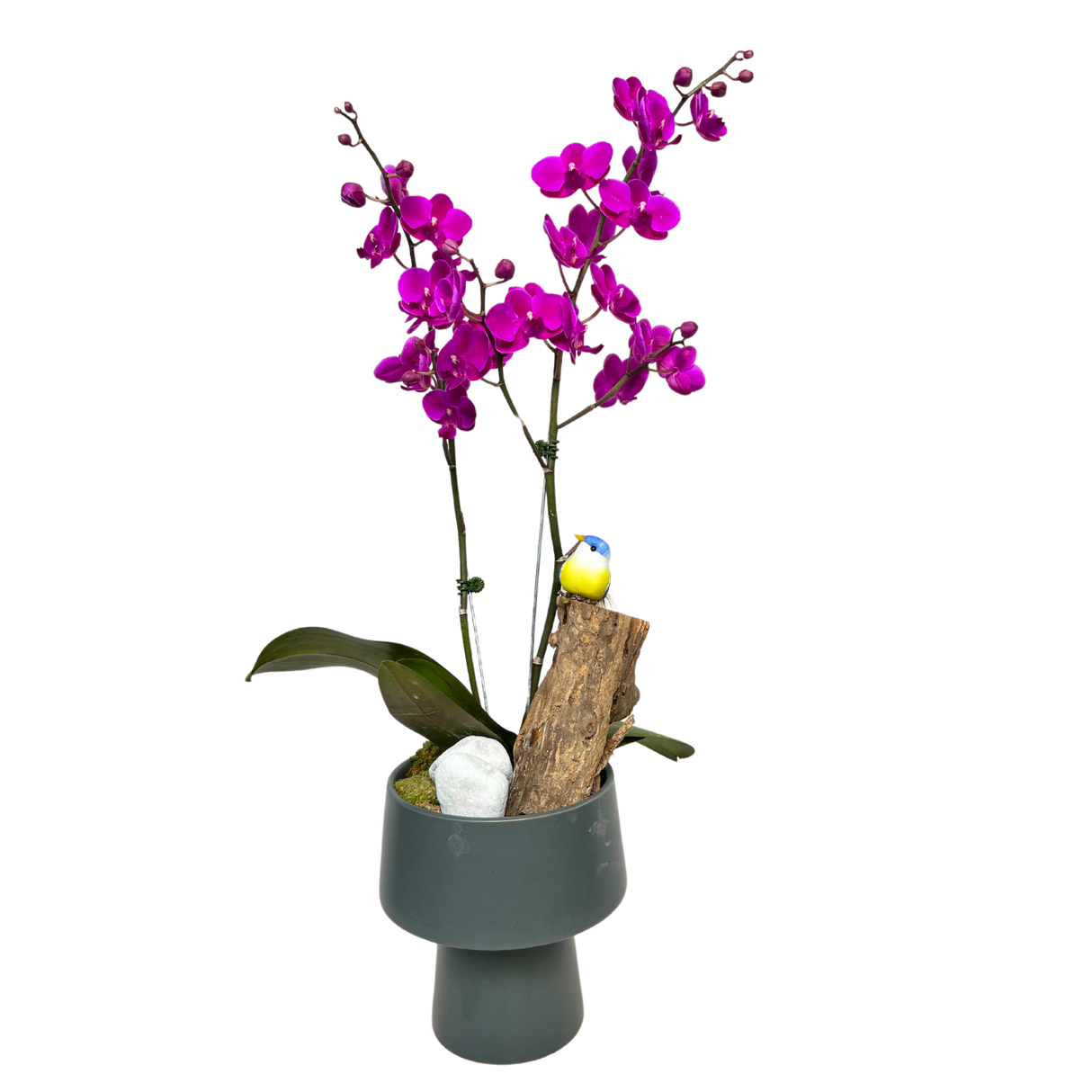Hummingbird Haven (1 Double Stem) - Orchid Phalaenopsis