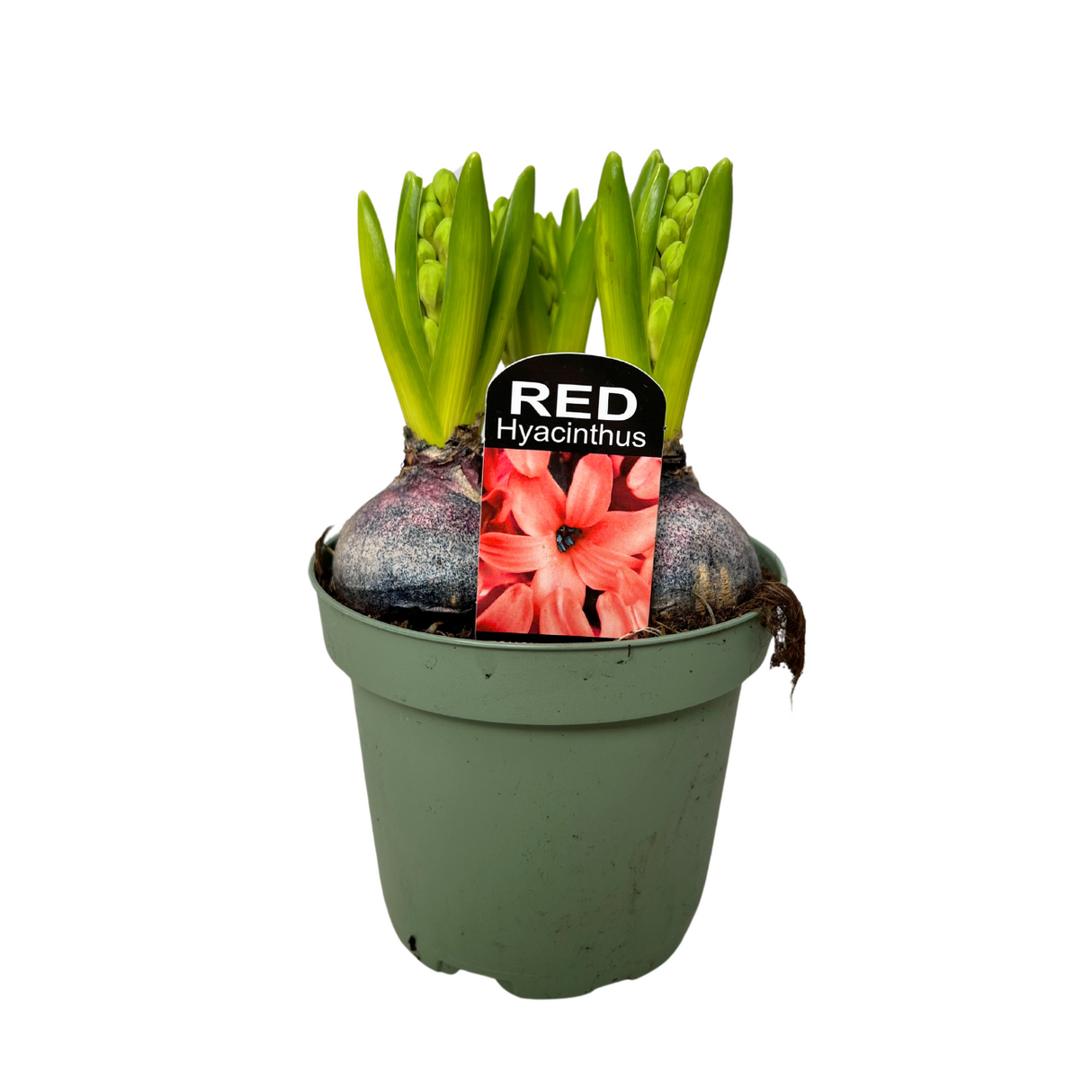 Hyacinthus Plant 3PP 风信子 洋水仙