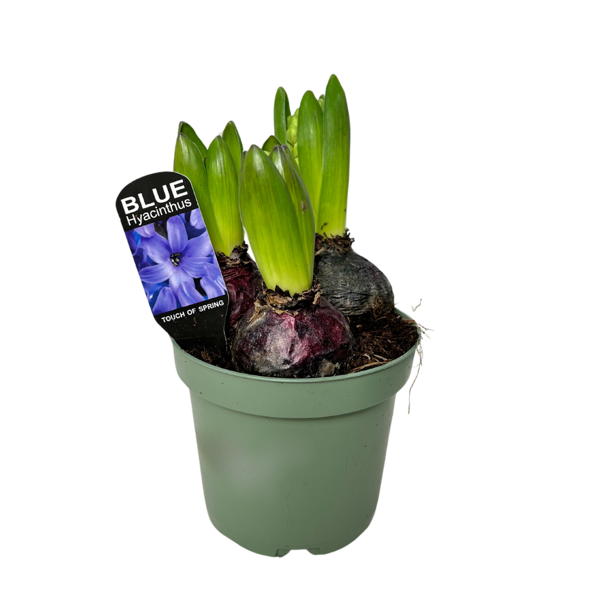 Hyacinthus Plant 3PP 风信子 洋水仙