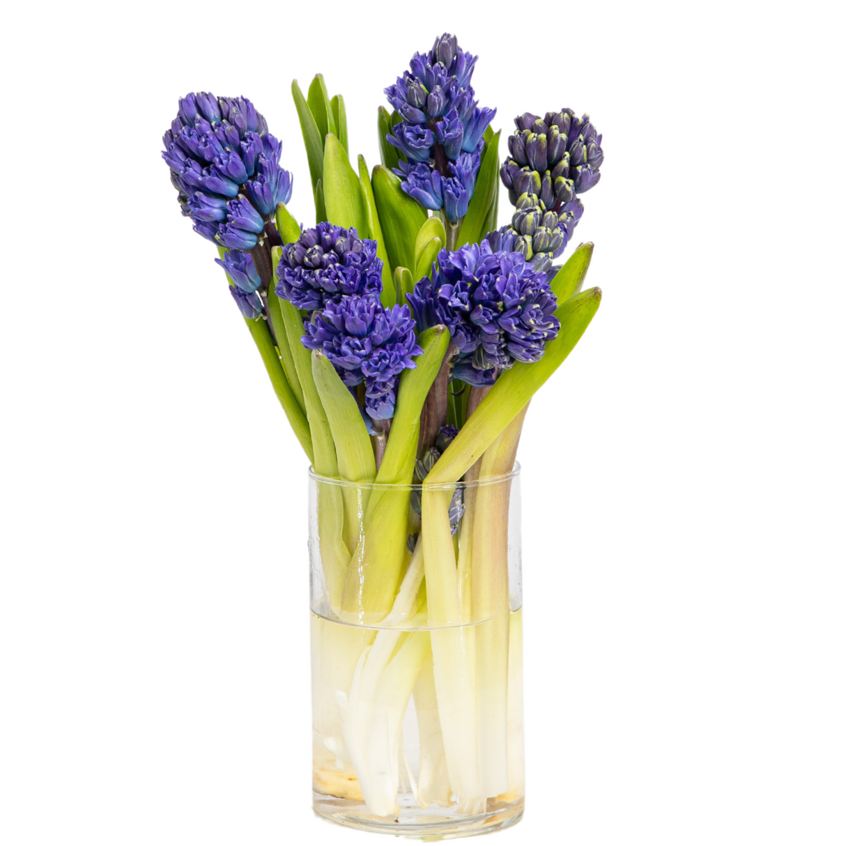 Hyacinthus (Holland)