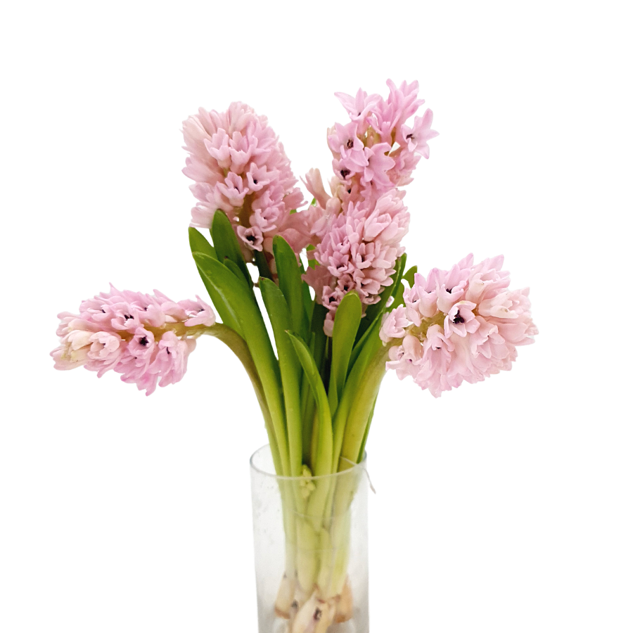 Hyacinthus (Holland)