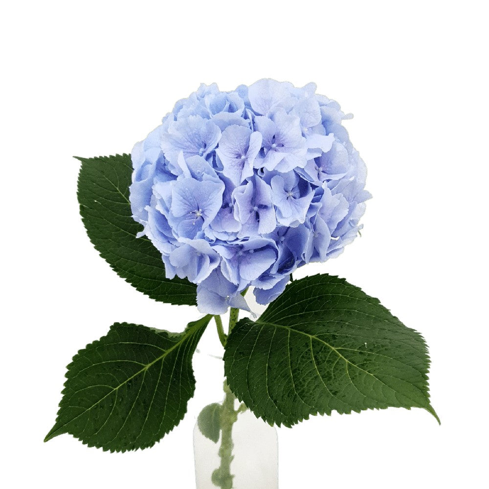 Hydrangea (Holland)