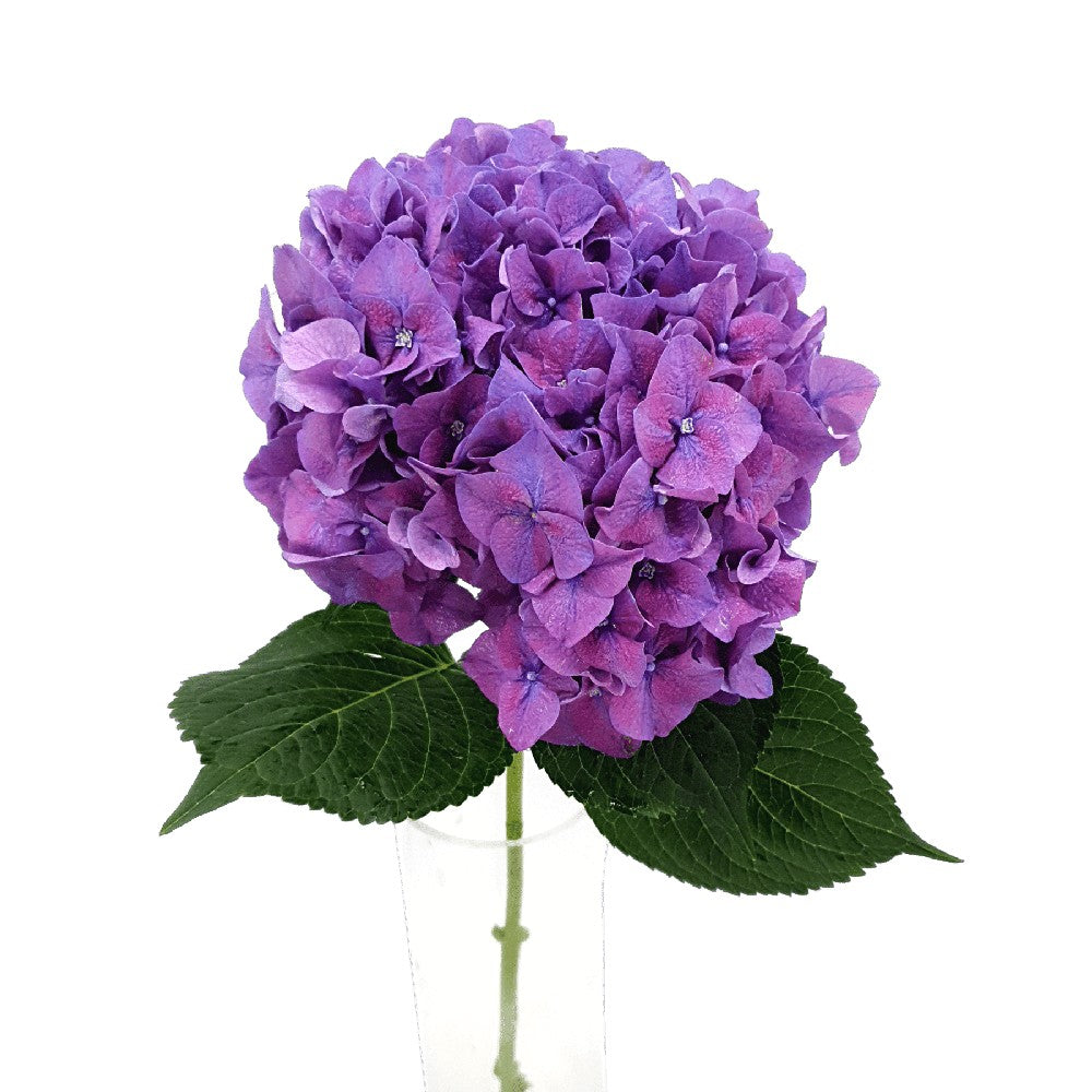 Hydrangea (Holland)