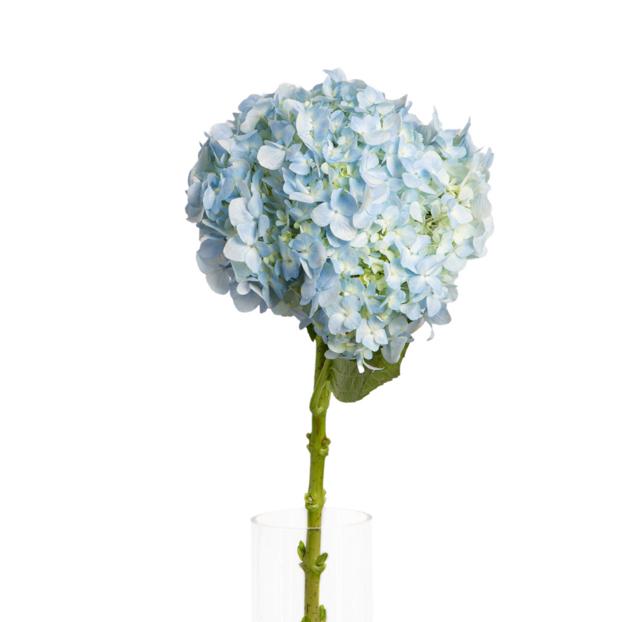 Hydrangea (China)