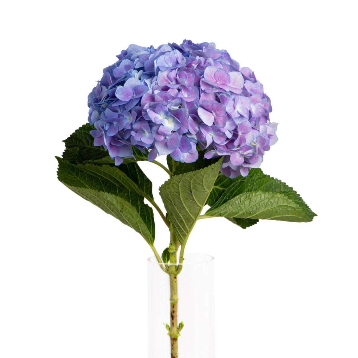 Hydrangea (China)