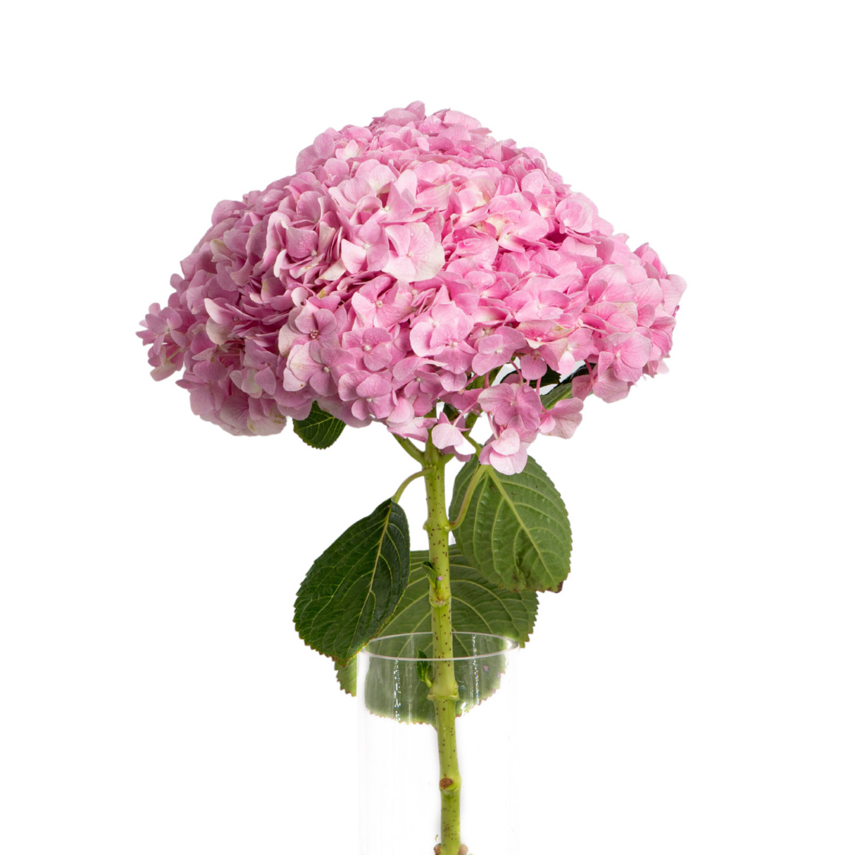 Hydrangea (China)