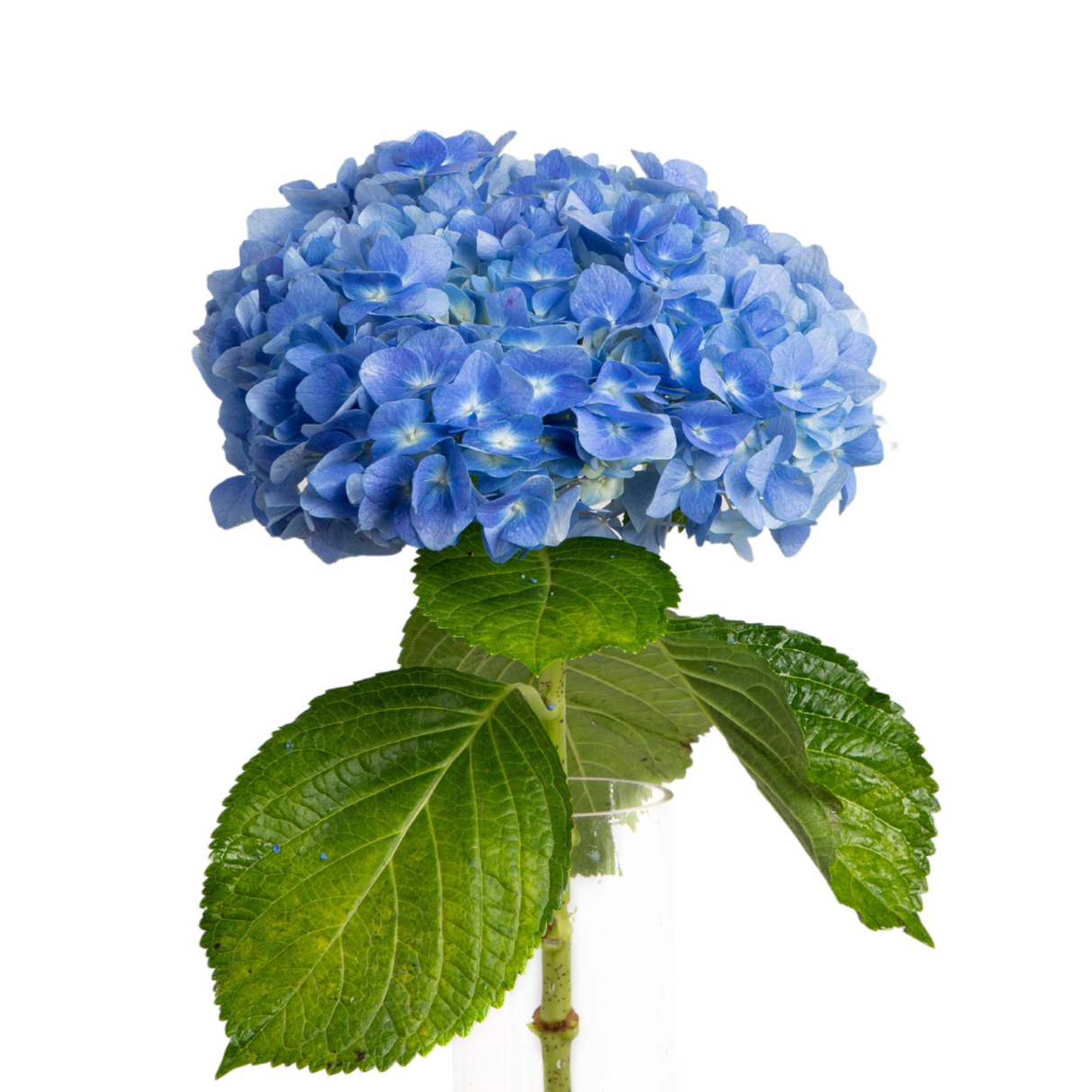 Blue hydrangea and geranium flower bouquet.