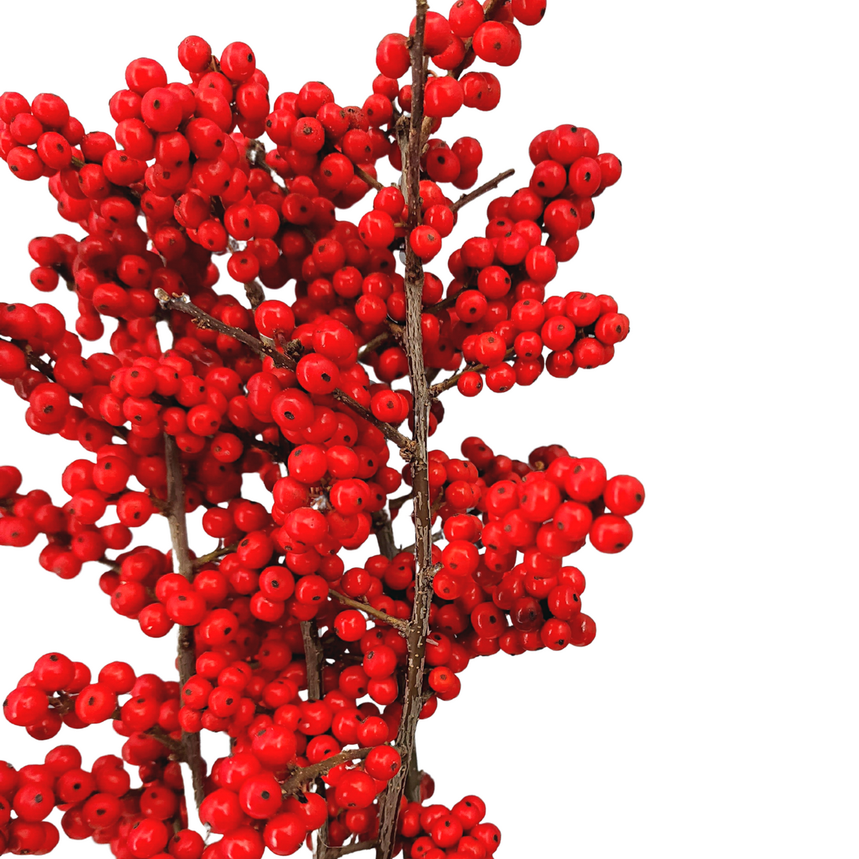 Ilex Verticillata Winterberry (Holland) - Red Color