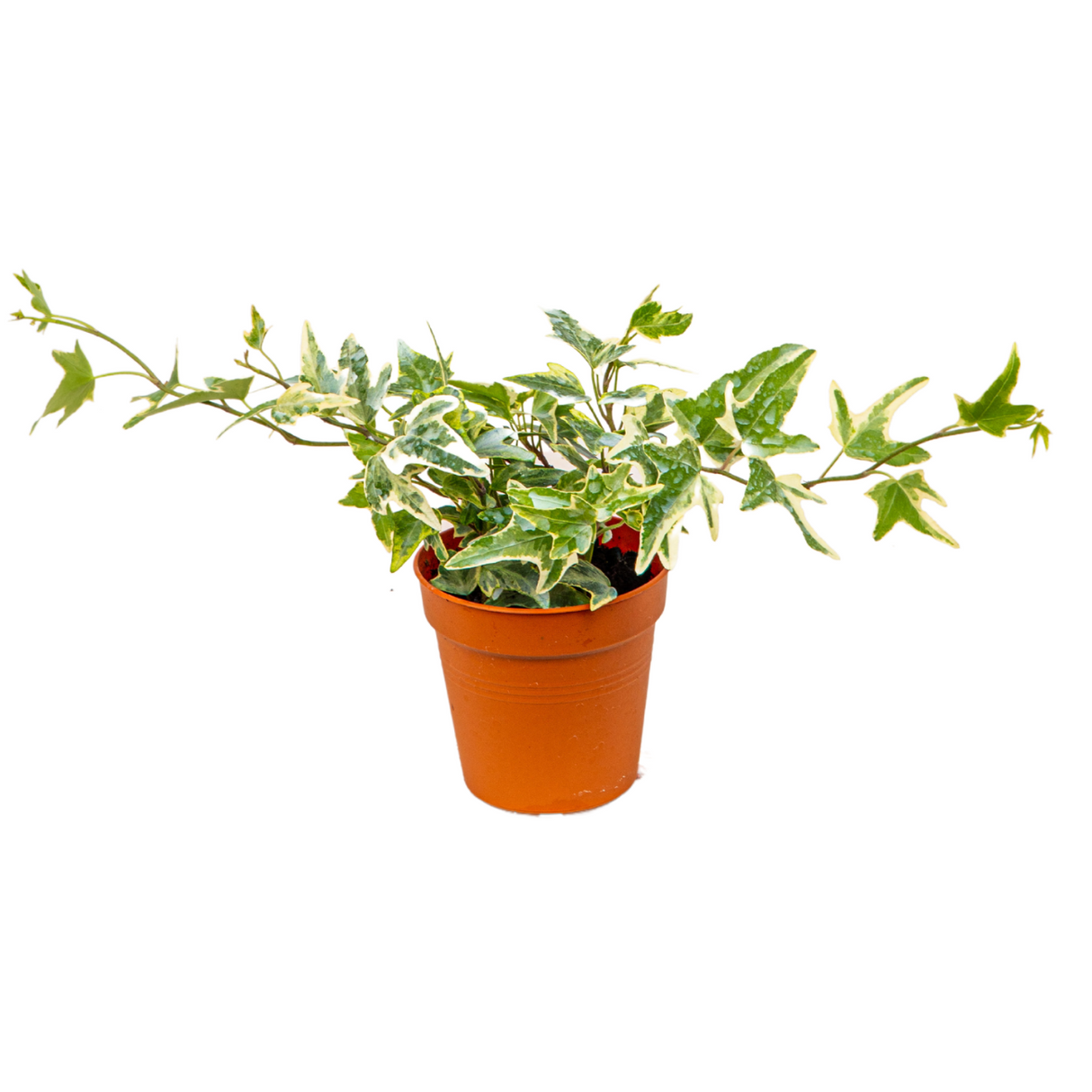 Ivy Leaf Mini Plant