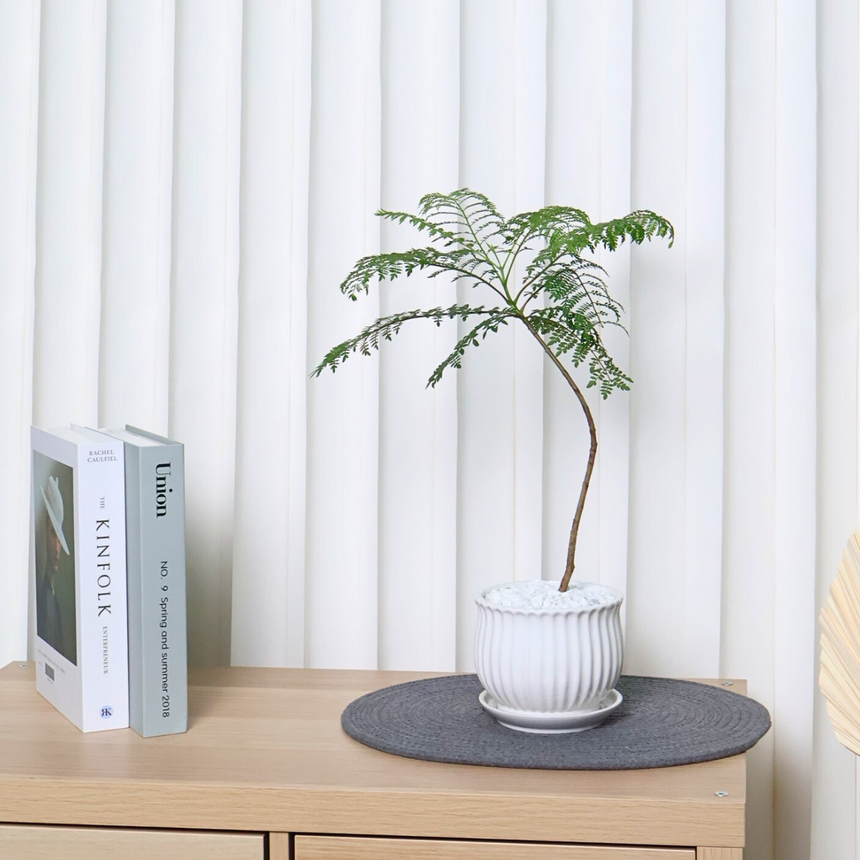 Jacaranda Mimosifolia in Ceramic Pot